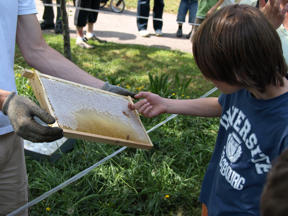 Honigverkostung direkt aus der Wabe