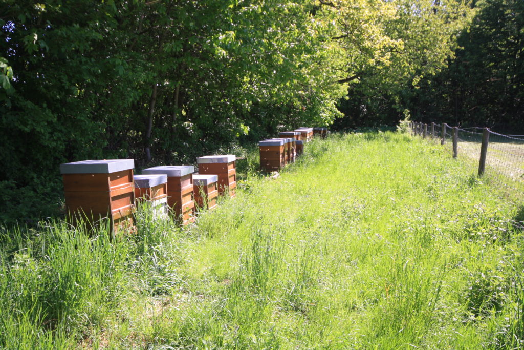 Bienenstand in Hohenheim